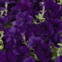 CGASPL Petunia Single Mf. Celebrity Blue Flower Seeds