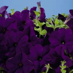 CGASPL Petunia Single Mf. Celebrity Blue Flower Seeds