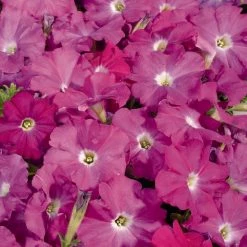 CGASPL Imported Flower Seeds Petunia Single Mf. Celebrity Neon Flower Seeds