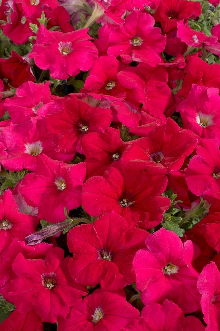 CGASPL Petunia Single Mf. Celebrity Rose Flower Seeds 4 CGASPL Petunia Single Mf. Celebrity Rose Flower Seeds
