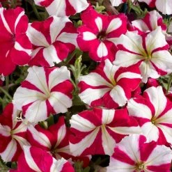 CGASPL Imported Flower Seeds Petunia Single Mf. Celebrity Rose Star Flower Seeds
