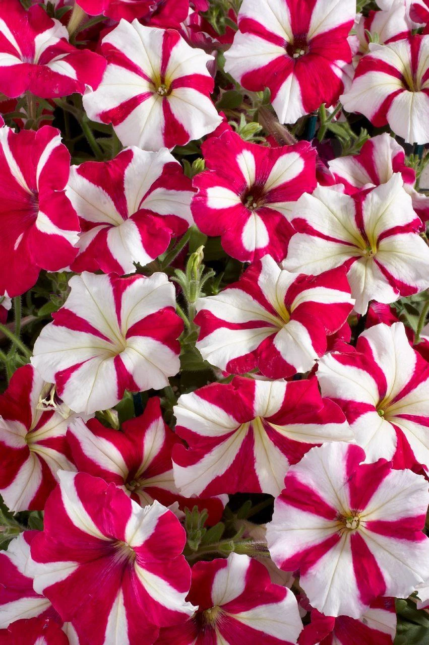 CGASPL Imported Flower Seeds Petunia Single Mf. Celebrity Rose Star Flower Seeds 4 CGASPL Imported Flower Seeds Petunia Single Mf. Celebrity Rose Star Flower Seeds