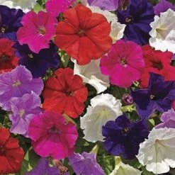 CGASPL Petunia Single Milliflora Picobella Mix Flower Seeds Imported Flower Seeds