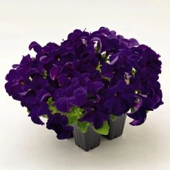 CGASPL Petunia Success 360° Blue Flower Seeds Imported Flower Seeds 8 CGASPL Petunia Success 360° Blue Flower Seeds Imported Flower Seeds