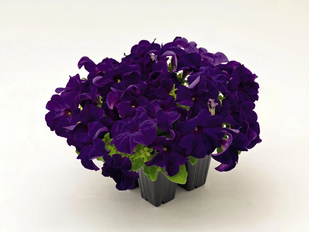 CGASPL Petunia Success 360° Blue Flower Seeds Imported Flower Seeds 5 CGASPL Petunia Success 360° Blue Flower Seeds Imported Flower Seeds