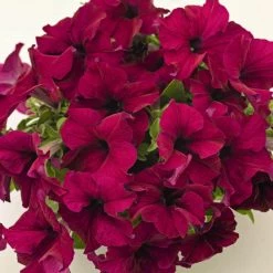 CGASPL Petunia Success 360° Burgundy Flower Seeds Imported Flower Seeds