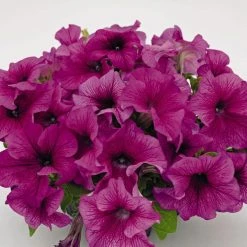 CGASPL Imported Flower Seeds Petunia Success 360° Burgundy Vein Flower Seeds
