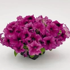 CGASPL Imported Flower Seeds Petunia Success 360° Burgundy Vein Flower Seeds