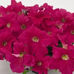 CGASPL Petunia Success 360° Deep Pink Flower Seeds Imported Flower Seeds