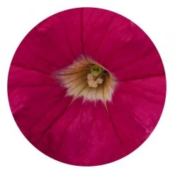 CGASPL Petunia Success 360° Deep Pink Flower Seeds Imported Flower Seeds