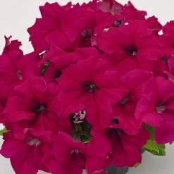CGASPL Imported Flower Seeds Petunia Success 360° Deep Rose Flower Seeds