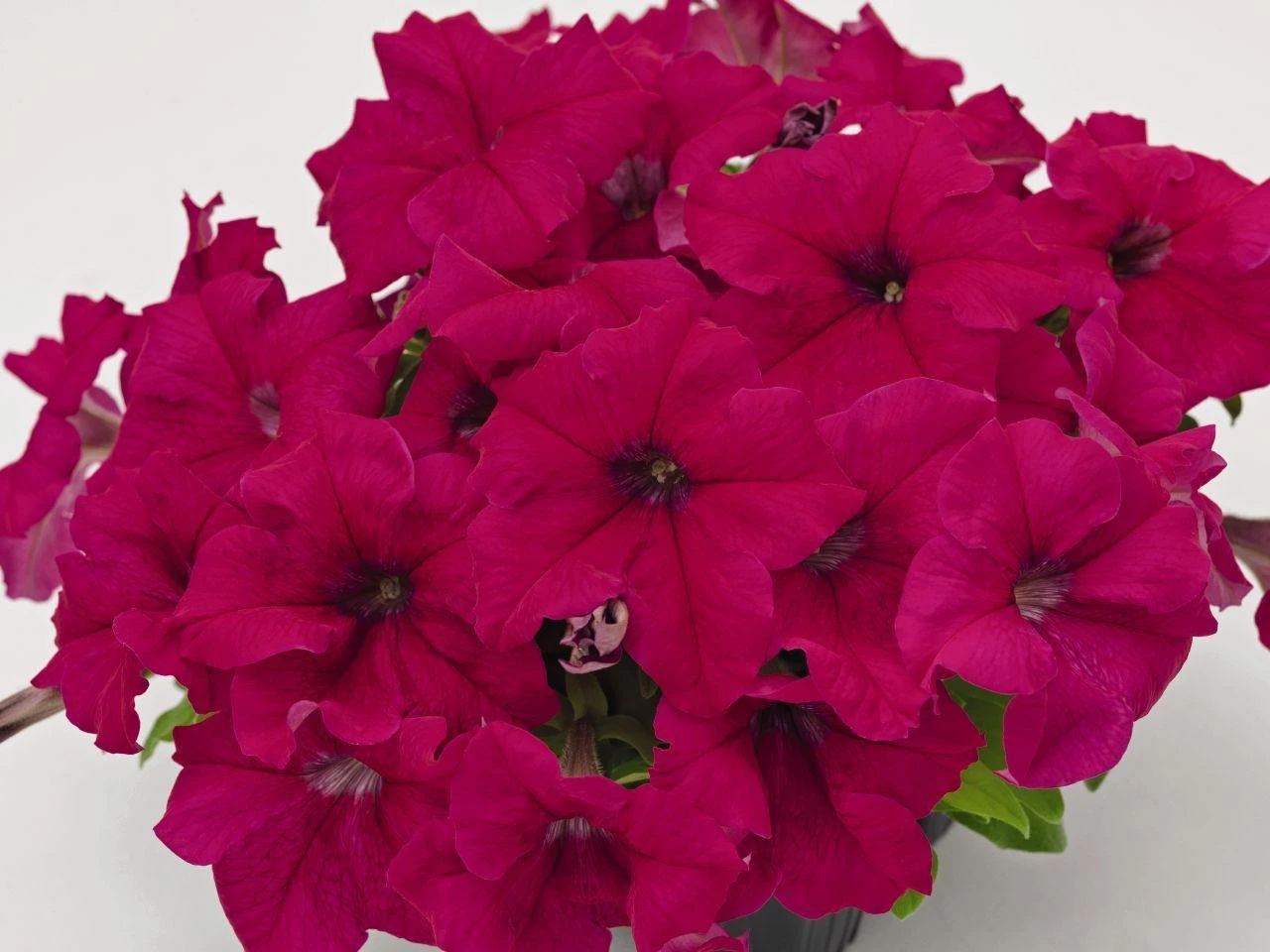 CGASPL Imported Flower Seeds Petunia Success 360° Deep Rose Flower Seeds 4 CGASPL Imported Flower Seeds Petunia Success 360° Deep Rose Flower Seeds