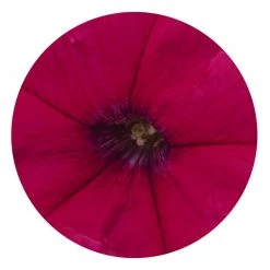 CGASPL Imported Flower Seeds Petunia Success 360° Deep Rose Flower Seeds 7 CGASPL Imported Flower Seeds Petunia Success 360° Deep Rose Flower Seeds
