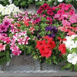 CGASPL Imported Flower Seeds Petunia Success 360° Maxi Mix Flower Seeds