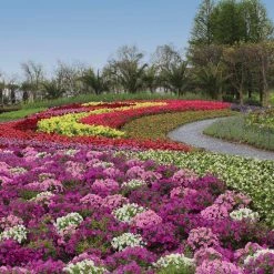 CGASPL Imported Flower Seeds Petunia Success 360° Maxi Mix Flower Seeds