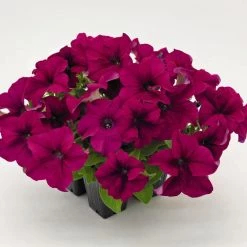 CGASPL Petunia Success 360° Purple Flower Seeds