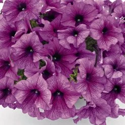 CGASPL Petunia Success 360° Purple Vein Flower Seeds