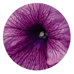 CGASPL Petunia Success 360° Purple Vein Flower Seeds