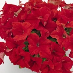 CGASPL Imported Flower Seeds Petunia Success 360° Red Flower Seeds