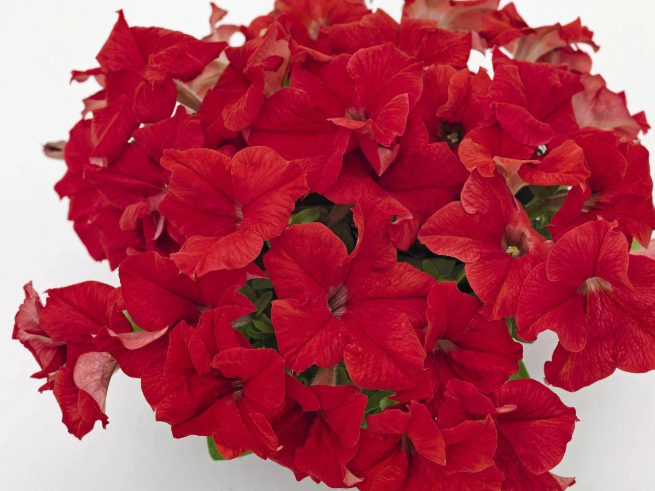 CGASPL Imported Flower Seeds Petunia Success 360° Red Flower Seeds 4 CGASPL Imported Flower Seeds Petunia Success 360° Red Flower Seeds