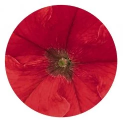 CGASPL Imported Flower Seeds Petunia Success 360° Red Flower Seeds 8 CGASPL Imported Flower Seeds Petunia Success 360° Red Flower Seeds