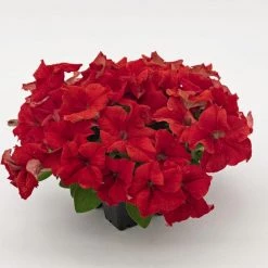 CGASPL Imported Flower Seeds Petunia Success 360° Red Flower Seeds 9 CGASPL Imported Flower Seeds Petunia Success 360° Red Flower Seeds