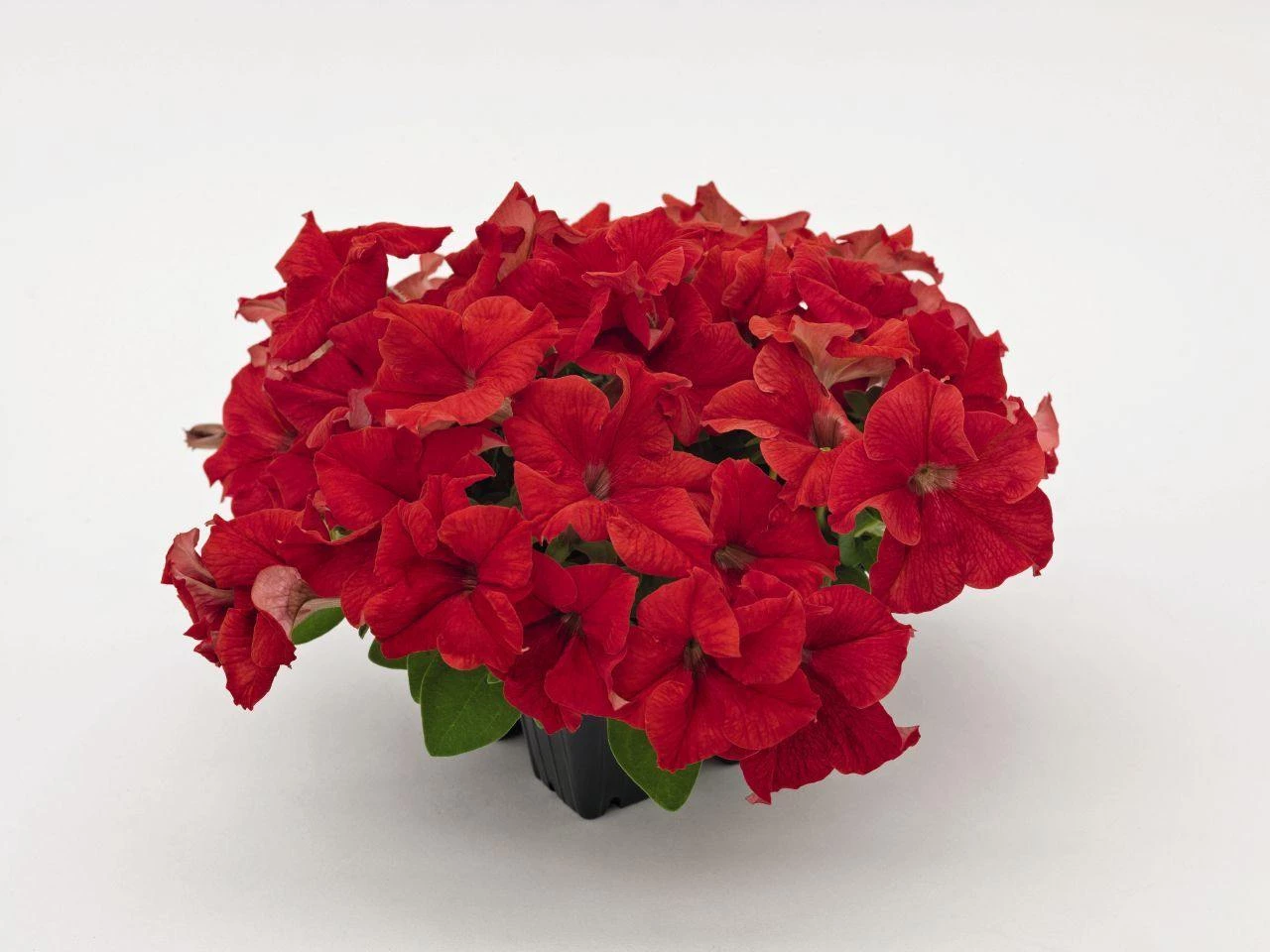 CGASPL Imported Flower Seeds Petunia Success 360° Red Flower Seeds 6 CGASPL Imported Flower Seeds Petunia Success 360° Red Flower Seeds