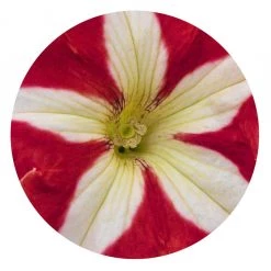 CGASPL Imported Flower Seeds Petunia Success 360° Red Star Flower Seeds