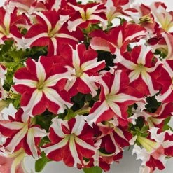 CGASPL Imported Flower Seeds Petunia Success 360° Red Star Flower Seeds