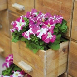 CGASPL Imported Flower Seeds Petunia Success 360° Rose Star Flower Seeds