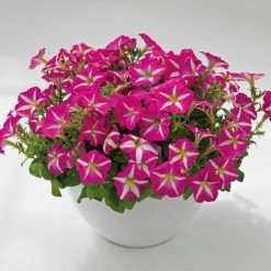 CGASPL Imported Flower Seeds Petunia Success 360° Rose Star Flower Seeds