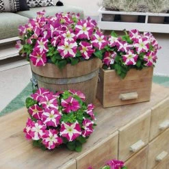 CGASPL Imported Flower Seeds Petunia Success 360° Rose Star Flower Seeds