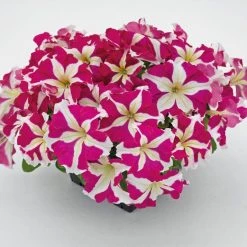 CGASPL Imported Flower Seeds Petunia Success 360° Rose Star Flower Seeds