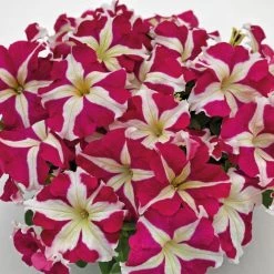 CGASPL Imported Flower Seeds Petunia Success 360° Rose Star Flower Seeds