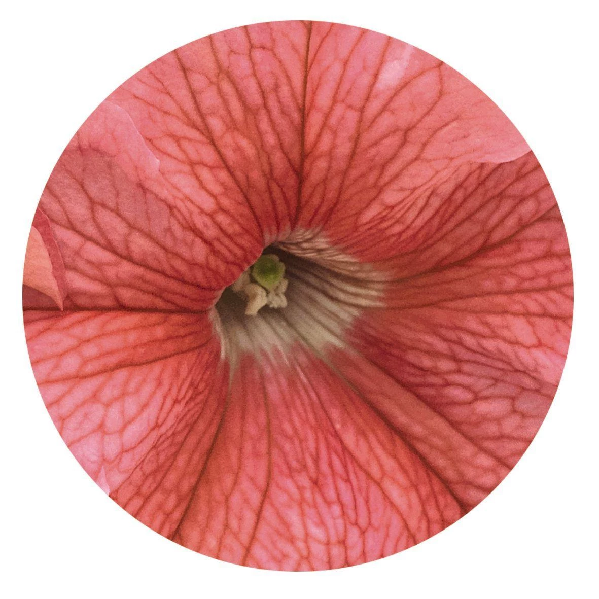 CGASPL Imported Flower Seeds Petunia Success 360° Salmon Vein Flower Seeds 5 CGASPL Imported Flower Seeds Petunia Success 360° Salmon Vein Flower Seeds