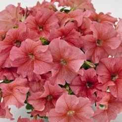CGASPL Imported Flower Seeds Petunia Success 360° Salmon Vein Flower Seeds 11 CGASPL Imported Flower Seeds Petunia Success 360° Salmon Vein Flower Seeds