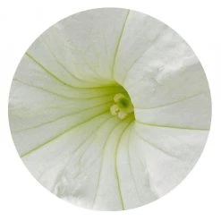 CGASPL Imported Flower Seeds Petunia Success 360° White Flower Seeds