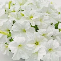 CGASPL Imported Flower Seeds Petunia Success 360° White Flower Seeds