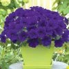 Chhajed Garden Petunia Trilogy Blue Flower Seeds Imported Flower Seeds