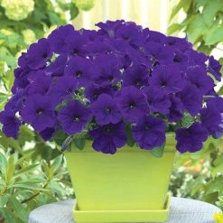 Chhajed Garden Petunia Trilogy Blue Flower Seeds Imported Flower Seeds