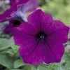 Chhajed Garden Petunia Trilogy Purple Flower Seeds Imported Flower Seeds