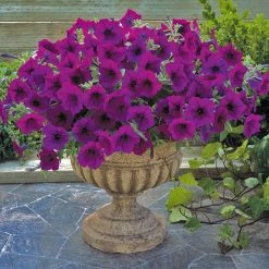 Chhajed Garden Petunia Trilogy Purple Flower Seeds Imported Flower Seeds
