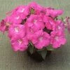 Chhajed Garden Petunia Trilogy Rose Flower Seeds