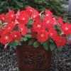 Chhajed Garden Petunia Trilogy Scarlet Flower Seeds Imported Flower Seeds