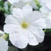 Chhajed Garden Petunia Trilogy White Flower Seeds Imported Flower Seeds