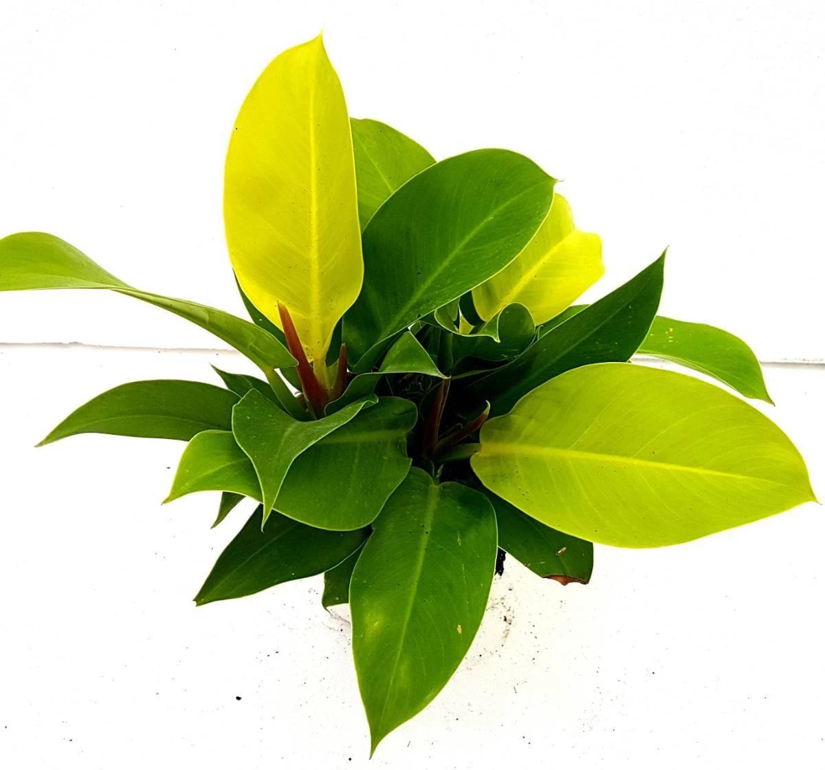 CGASPL Philodendron Moonshine Plant 3 CGASPL Philodendron Moonshine Plant