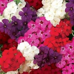 CGASPL Phlox 21st Century Mix Flower Seeds