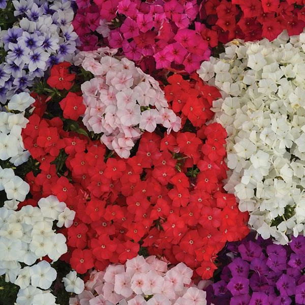 Pan American Seeds Phlox Ethnie Mix Flower Seeds 4 Pan American Seeds Phlox Ethnie Mix Flower Seeds