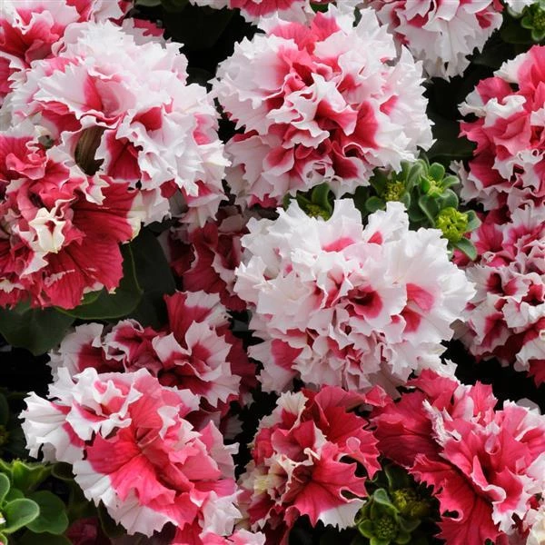 Pan American Seeds Petunia Double Gf. Pirouette Red Flower Seeds Imported Flower Seeds 3 Pan American Seeds Petunia Double Gf. Pirouette Red Flower Seeds Imported Flower Seeds