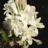 CGASPL Polianthes Tuberos ( Nishigandha) Flower Bulbs Pack Of 50 Bulbs